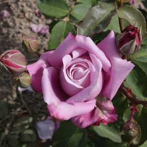 Lila - teahibrid rózsa